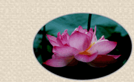 蓮の花